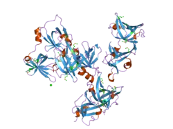 2oq0: Crystal Structure of the First HIN-200 Domain of Interferon-Inducible Protein 16