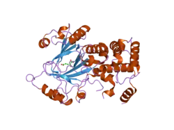 2yu1: Crystal structure of hJHDM1A complexed with a-ketoglutarate