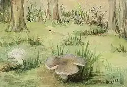 Mushrooms in the Woods