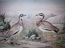 ZSI Library collection:Painting of Jerdon's Courser (Rhinoptilus bitorquatus) by ZSI artist