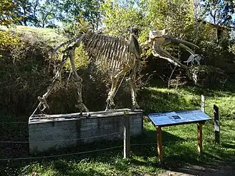 Archaeobelodon skeleton near the Ferme du Campané