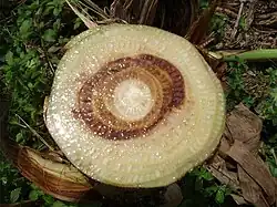 A banana tree cut horizontally to show the fungus development in the interior of the tree