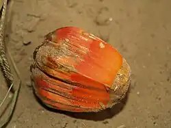 A segment (phalange) of the fallen fruit