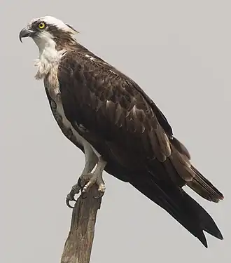 Eurasian osprey (P. h. haliaetus), in India