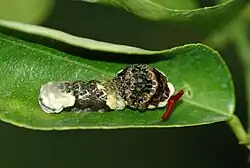 P. cresphontes caterpillar showing defensive posture