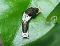 Early-instar "bird-dropping" caterpillar