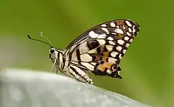 Papilio demoleus