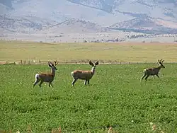 Mule deer are common in the valley.