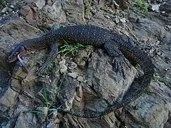 Adult paratype on Sudest Island