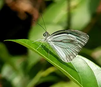 Ventral view (male)