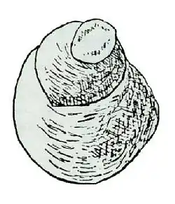 Parlatoria pergandii from CSIRO