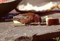 A small mainly chestnut coloured sparrow with a broad beak feeding on scraps of food placed on a stone slab