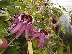 Passiflora 'Jardin Jungle 101'