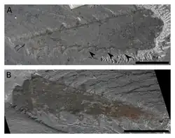 Fossil frontal appendages of C. durus