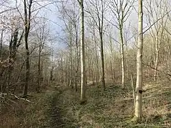 Pishill Woods