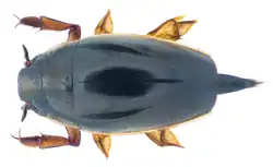 Orectochilus discifer