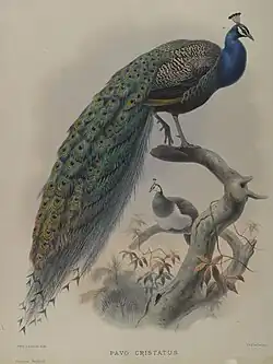 Common peafowl, by John Gould, c. 1880. Brooklyn Museum.