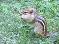 Chipmunk in profile with cheek pouch swollen by a peanut pod