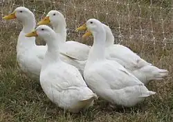 Five white ducks