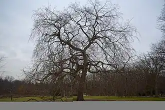 Penn Treaty Elm