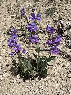 A plant with three flowering stems sprouting from a base. On the stems the leaves are attached to opposite sides and the violet flowers are funnel shaped and face in many directions on the upper part of the stems. Each flower has five lobes at the mouth, two upwards and three downwards.