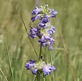 Flowers of Penstemon rydbergii