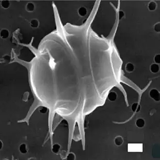 The silicified Pentalamina corona