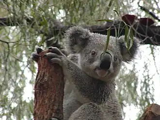 Koala at the zoo