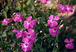 Petrocoptis glaucifolia.