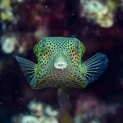 Front view of female boxfish, in the Ad Dimaniyat Islands, Oman