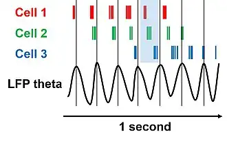 Diagram, with a left-to-right arrow marked "1 second" at the bottom. At the upper left are three labels, "Cell 1", "Cell 2", and "Cell 3", in three different colors, and each is followed to the right by a series of tick marks in the corresponding colors. Below the sets of tick marks and above the arrow is a wave function shown as a black line and labeled as "LFP theta". There are thin vertical lines positioned at each peak of the LFP wave, and the space between two of those lines is shaded in blue. The tick marks for Cell 1 tend to occur to the left of those for Cell 2, which in turn tend to be to the left of those for Cell 3, and the tick marks for all three cells occur successively farther and farther to the left between each successive vertical line.