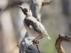 Juvenile in Canberra, Australia