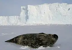 Image 17Weddell seals (Leptonychotes weddellii) are the most southerly of Antarctic mammals. (from Southern Ocean)