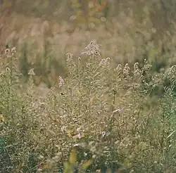 Subtle swirly bokeh in the background