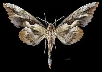 Male P. d. perundulans, dorsal view