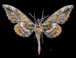 Male P. d. perundulans, ventral view