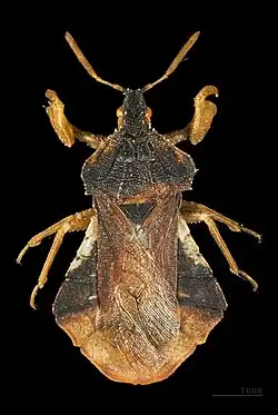 Mounted specimen - MHNT