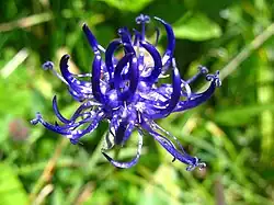 Round-headed rampion