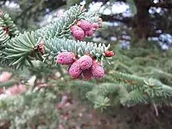 Pollen cones, in the Sierra de las Nieves