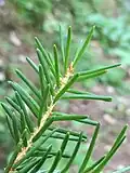 Foliage, showing the glossy green upper side of the needles