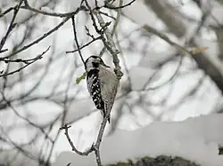 Lesser spotted woodpecker, Tybble, Örebro