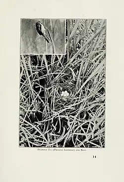Nest with eggs from Pictures of Bird Life. Published in 1903, author R.B. Lodge noted the species' decline in the UK.[45]