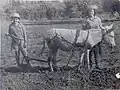 Using donkey for plowing, 1947