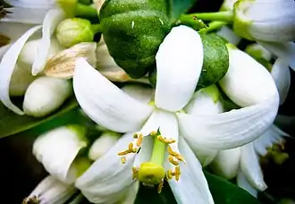 Lemon blossoms.