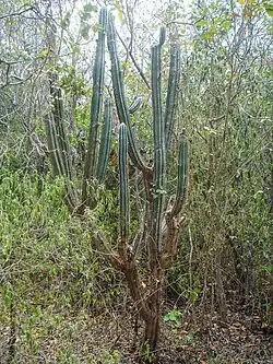 Sebucan (Pilosocereus armatus (syn. P. royenii var. amatus))