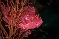 Pink Leaf scorpionfish at Wakatobi National Park Sulawesi, 2018