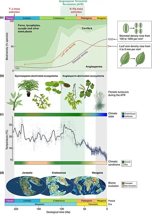 A graph showing the change in plant diversity over the last 200 million years. It shows that angiosperms now account for most of plant diversity, and that temperatures have fallen.