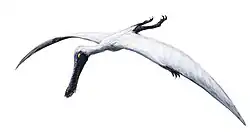 Plataleorhynchus streptorophorodon