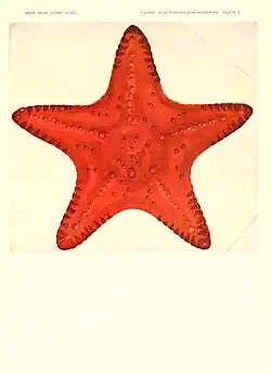 Pseudoreaster obtusangulus