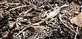 Plateau spotted whiptail (Aspidoscelis scalaris), Brewster County, Texas